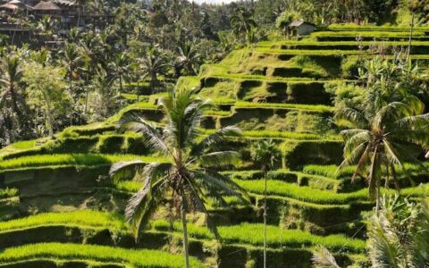 a lush green hillside with palm trees on it